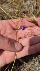 Dianella amoena