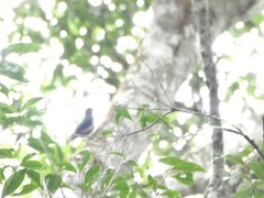 Sitta solangiae chienfengensis