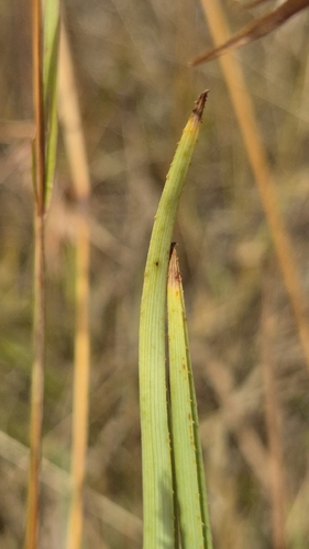 Dianella amoena, photograph 4