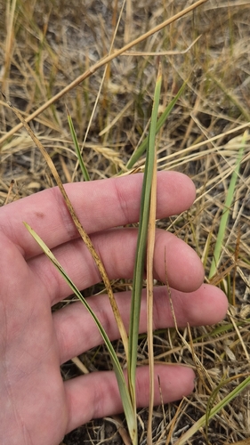 Dianella amoena, photograph 6