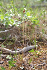 Luzula multiflora sibirica