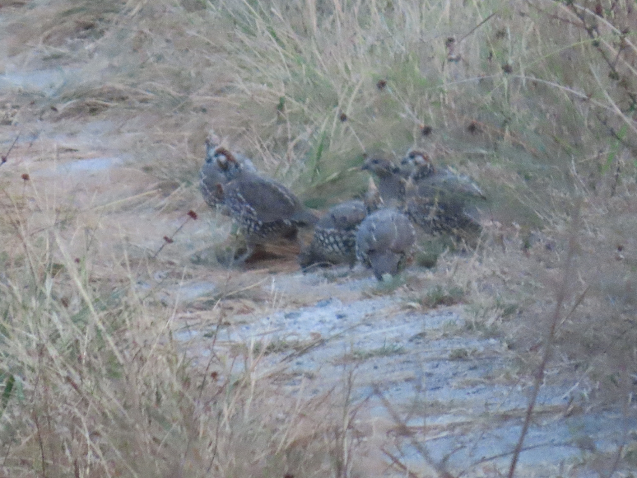 Crested Bobwhite (Colinus cristatus), photo 4