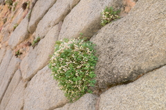 Sarcocapnos enneaphylla