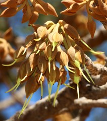 Madhuca longifolia latifolia