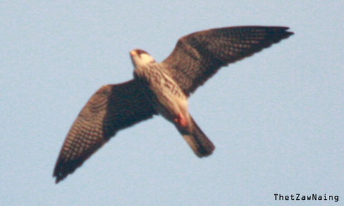 Eurasian Hobby