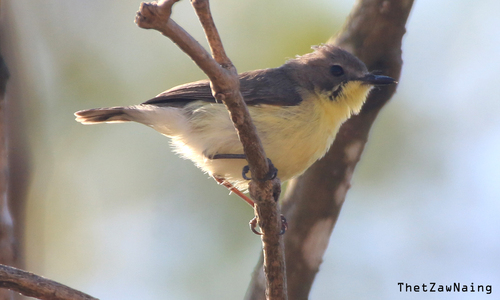 Golden-bellied Gerygone