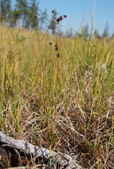 Luzula multiflora sibirica