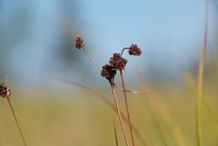 Luzula multiflora sibirica