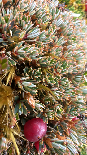 Montitega dealbata, photograph 3
