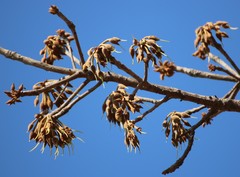 Madhuca longifolia latifolia