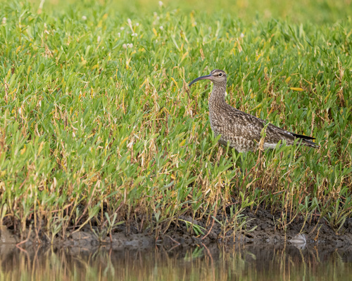Eurasian Whimbrel