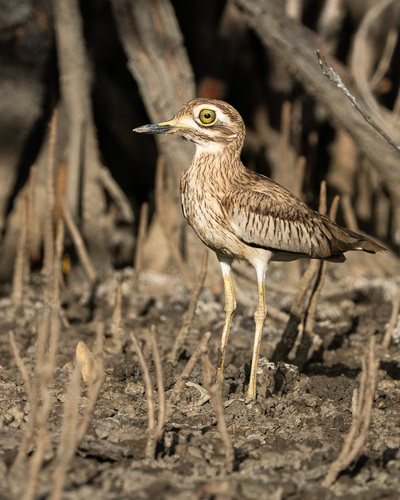 Senegal Thick-knee