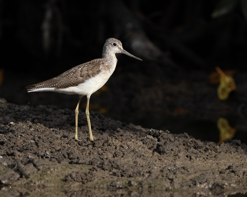 Common Greenshank