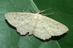 Cyclophora turneri