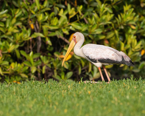 Yellow-billed Stork