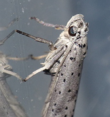 Yponomeuta fumigatus