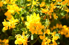 Coronilla