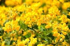 Coronilla