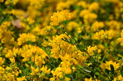 Coronilla