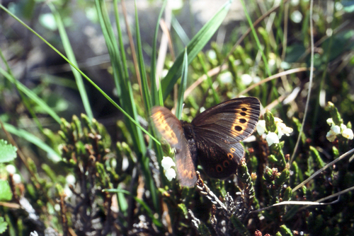 Erebia fletcheri