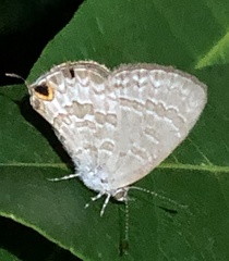 Catopyrops florinda