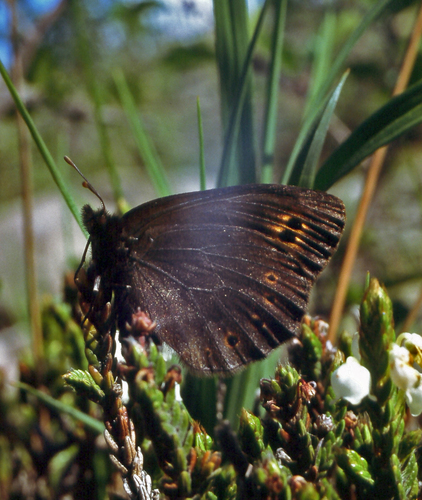 Four-dotted Alpine