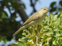 Phylloscopus collybita