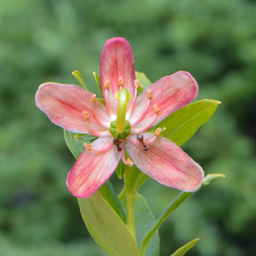 copperbush (Elliottia pyroliflora)