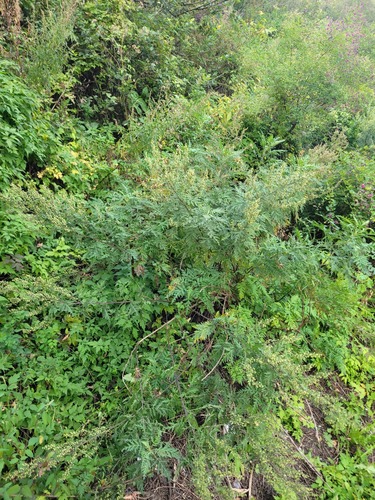 Gmelin's Wormwood (Artemisia gmelinii)