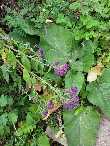 Maiden saussurea (Saussurea pulchella)