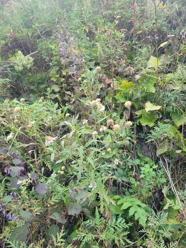 Incised-leaf aster (Aster incisus)