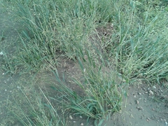 Panicum miliaceum ruderale