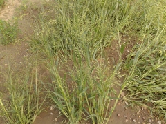 Panicum miliaceum ruderale