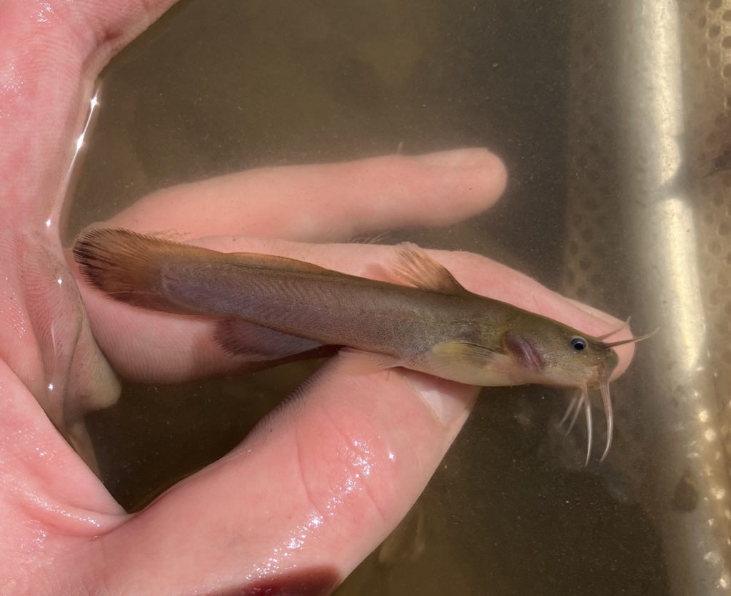 Freckled madtom (Noturus nocturnus) — Ictaluridae