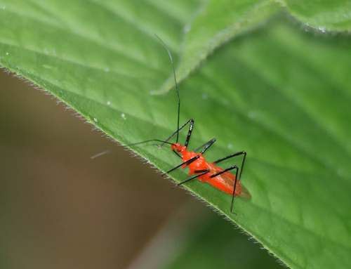 Aulacosphodrus leucocephalus