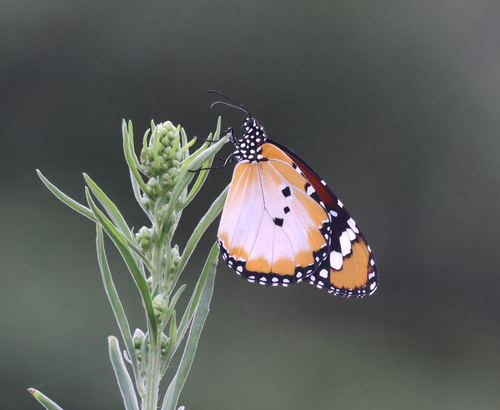 Plain Tiger Butterfly