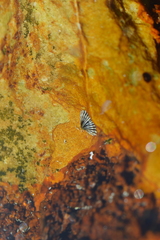 Siphonaria concinna