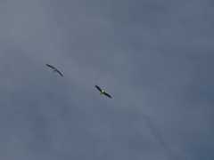 Ciconia ciconia