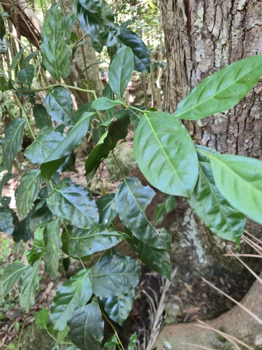 Citronella moorei, 2026-02-24