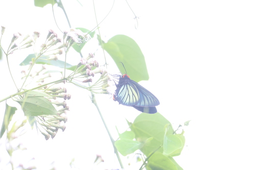 African Giant Skipper