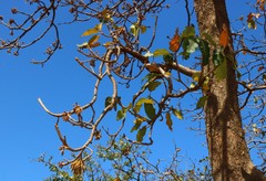 Madhuca longifolia latifolia