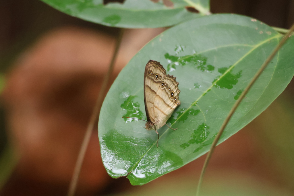 Western Hallelesis