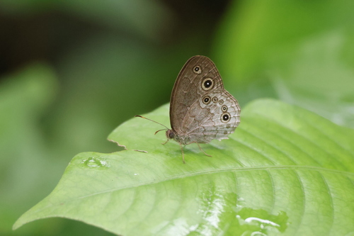 Grey Bush Brown
