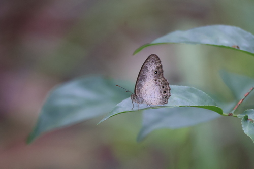 Light Bush Brown