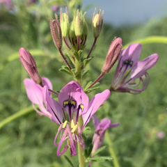 Cleome hirta
