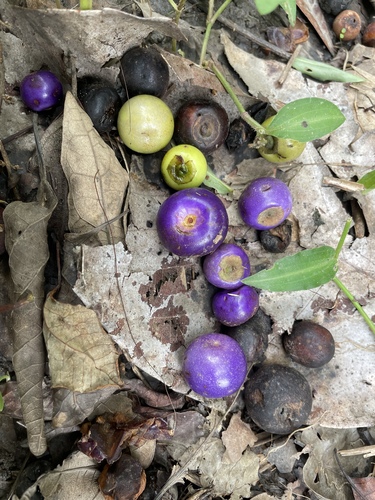 Gmelina fasciculiflora observed 2026-02-25