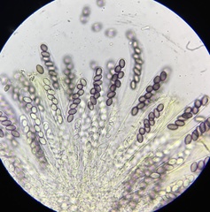 Ascobolus lineolatus