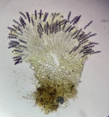 Ascobolus lineolatus