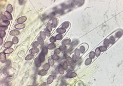 Ascobolus lineolatus