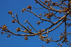 Madhuca longifolia latifolia